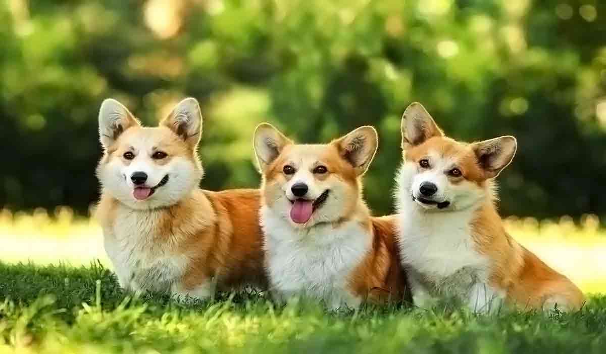 DDOS攻击测试